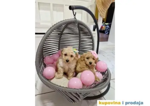 Preslatke bebice MALTIPOO - 4/4