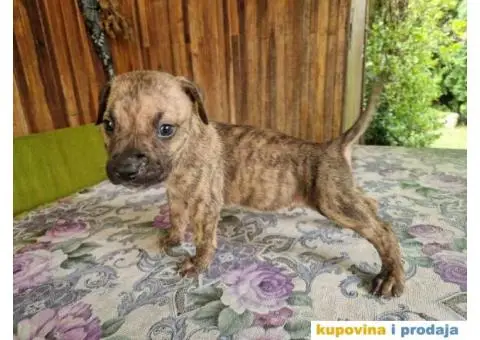 Prodaju se štenci  PIT BUl  XL, Blu merle - 5/12