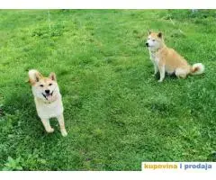 Shiba inu stenci