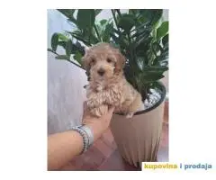 Prelepi štenci Maltipoo spremni su za preuzimanje