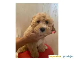 Maltipoo štene