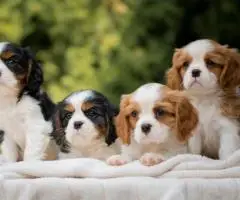 CAVALIER KING CHARLES  spaniel štenci