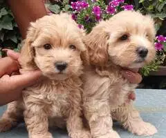 MALTIPOO stenad