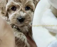 Preslatke bebice MALTIPOO