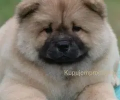 Chow Chow Cau Cau Čau Čau