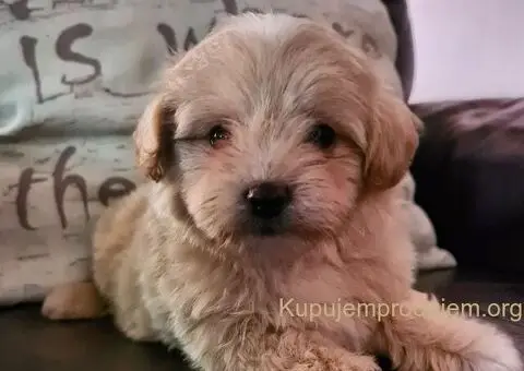 Maltipoo štenci - 4/5