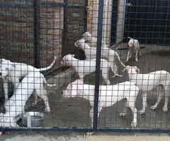 Na prodaju stenci Dogo Argentino, starosti pet meseci