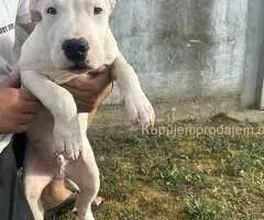 Stenci Dogo Argentino