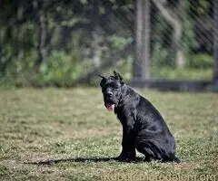 Cane Corso štenci