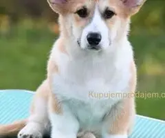 Velški korgi/Welsh Corgi Pembroke