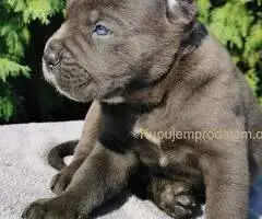 CANE CORSO štenci