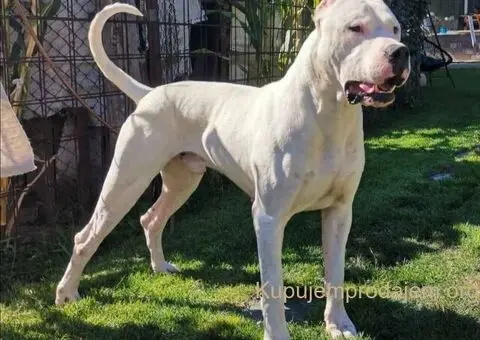 Dogo argentino štenci - 1/15