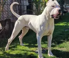 Dogo argentino štenci