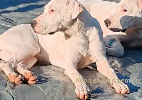 Dogo argentino štenci - 2/15