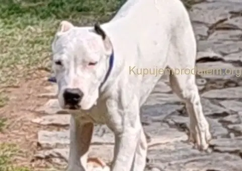 Dogo argentino štenci - 3/15