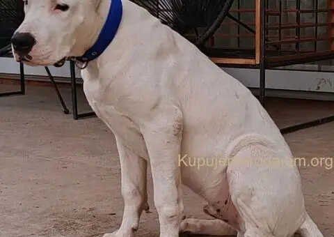 Dogo argentino štenci - 4/15