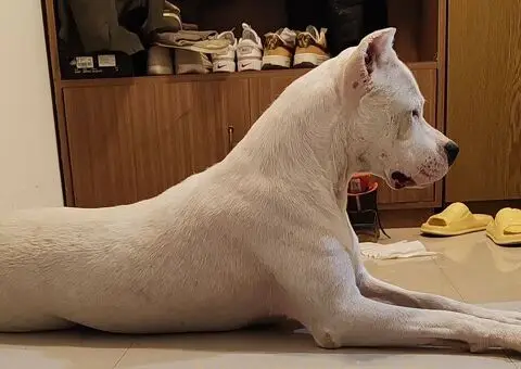 Dogo argentino štenci - 5/15