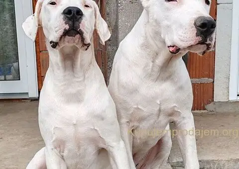 Dogo argentino štenci - 6/15