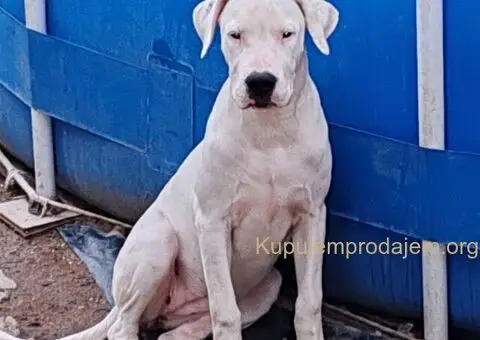 Dogo argentino štenci - 7/15