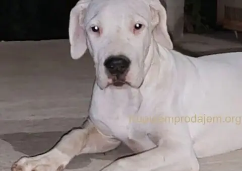 Dogo argentino štenci - 8/15