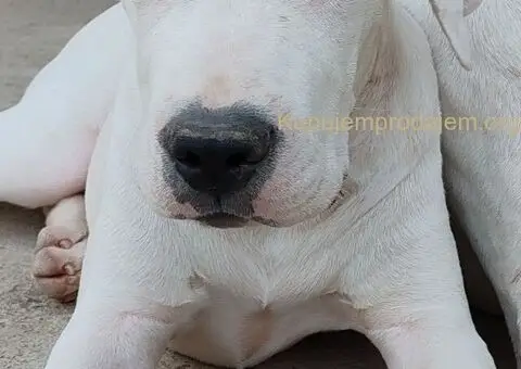 Dogo argentino štenci - 9/15