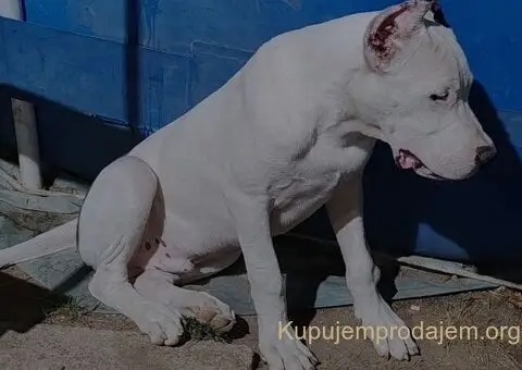 Dogo argentino štenci - 10/15