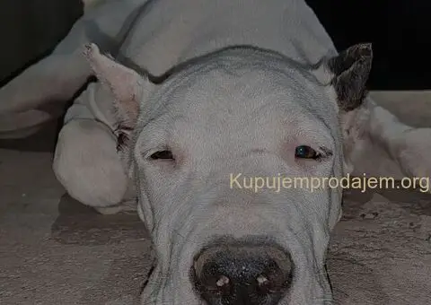 Dogo argentino štenci - 11/15