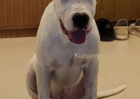 Dogo argentino štenci - 13/15