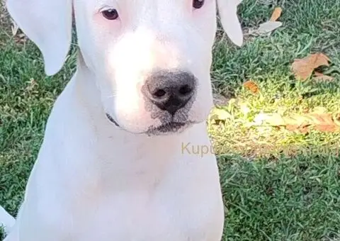 Dogo argentino štenci - 14/15