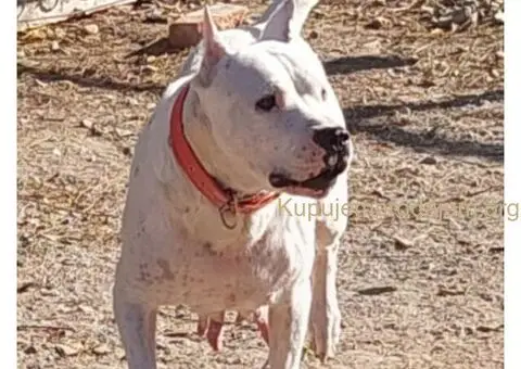 Dogo argentino štenci - 15/15