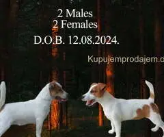 JACK RUSSELL TERIER Tarik i Troja