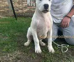 Stenci dogo argentino