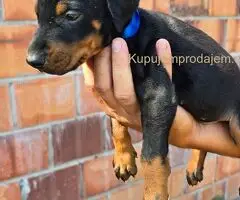 DOBERMAN ŠTENCI