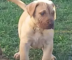 Presa Canario prelepi štenci