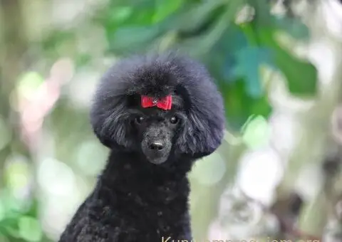 Toy poodle - 1/3