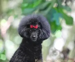 Toy poodle