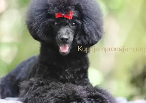 Toy poodle - 3/3