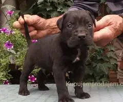 CANE CORSO top stenad