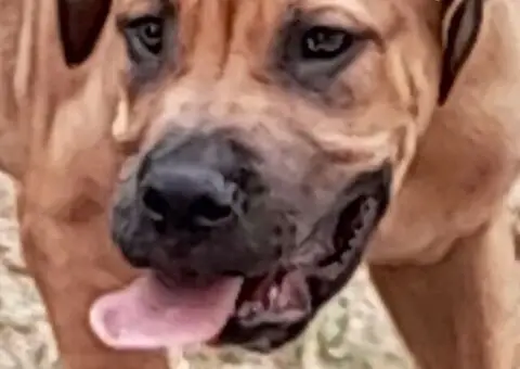 Boerboel-Južnoafrički mastif - 1/5