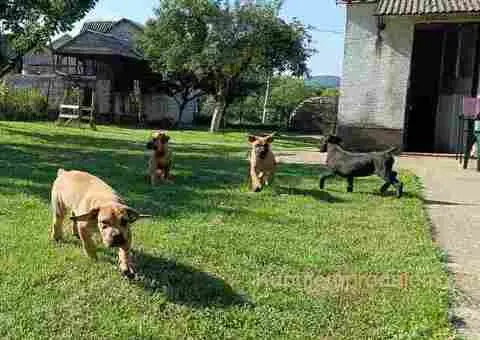 Boerboel-Južnoafrički mastif - 2/5