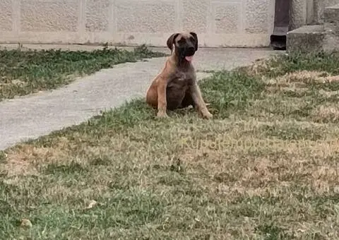 Boerboel-Južnoafrički mastif - 3/5