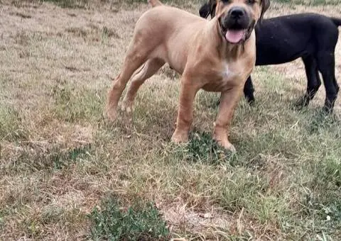 Boerboel-Južnoafrički mastif - 5/5