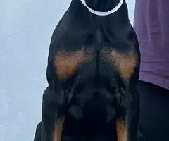 Doberman štenci