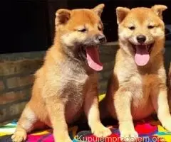 Shiba inu stenci