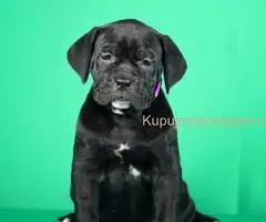 Cane Corso TOP štenci