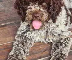 Dostupno novo leglo LAGOTTO ROMANJOLO