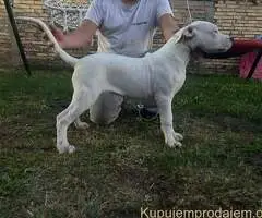 Na prodaju zenkica dogo argentino stara 5 meseci