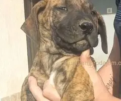 Presa Canario prelepi štenci