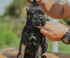 Cane Corso štenci