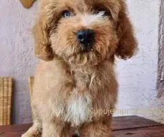 Labradoodle prelepi štenci